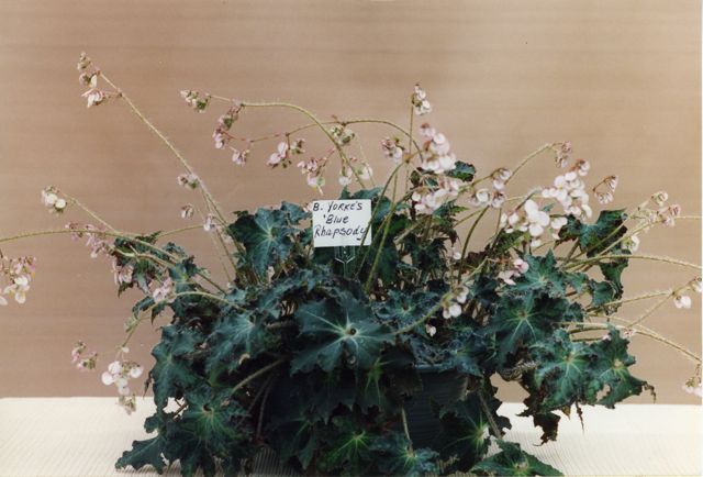 B. ‘Blue Rhapsody’